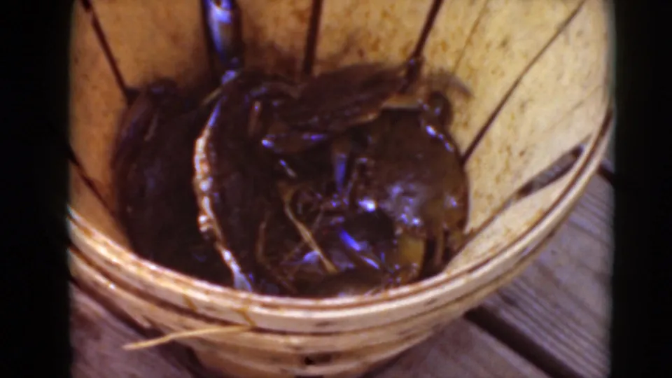 Close 8mm frame of a large dark crab among other crabs in a wooden basket, with glossy shell highlights and warm film color.