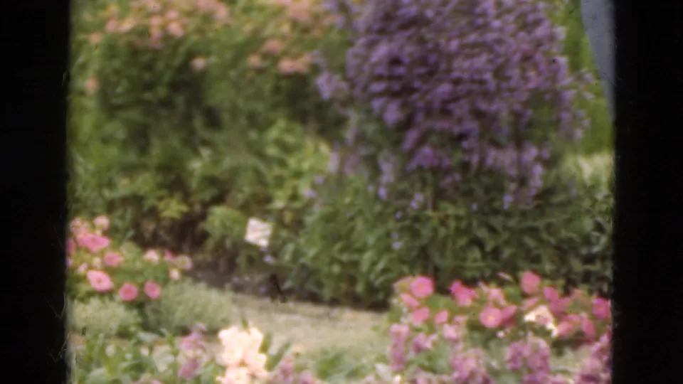 The final frame holds on the garden bed with pink and purple flowers after the man has moved out of view.