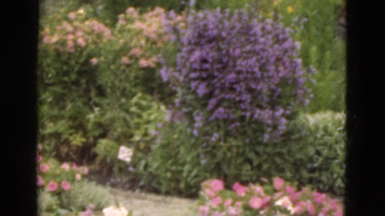 Flowering garden bed with purple and pink blossoms beside a narrow path.