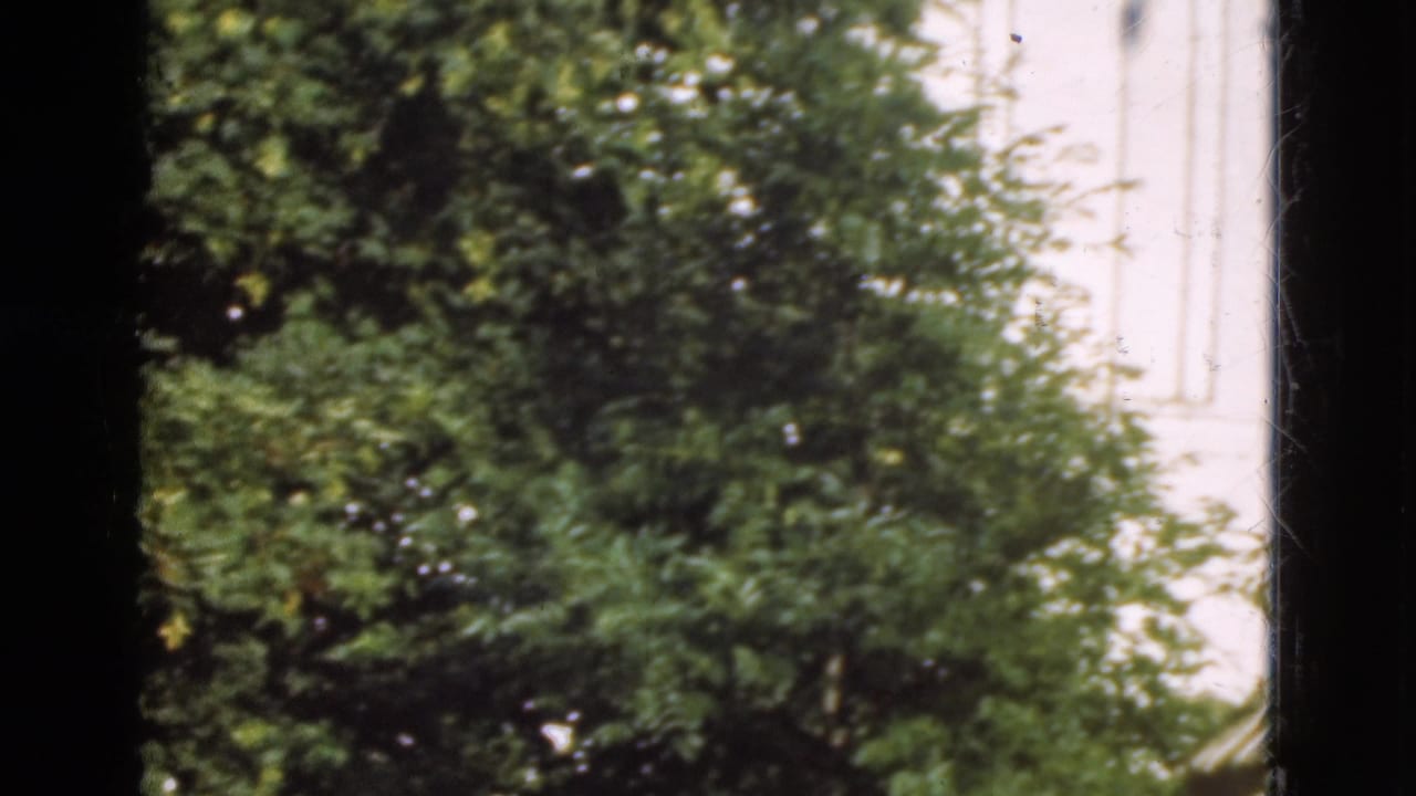 Leafy green trees and pale vertical structures seen through dark frame edges.