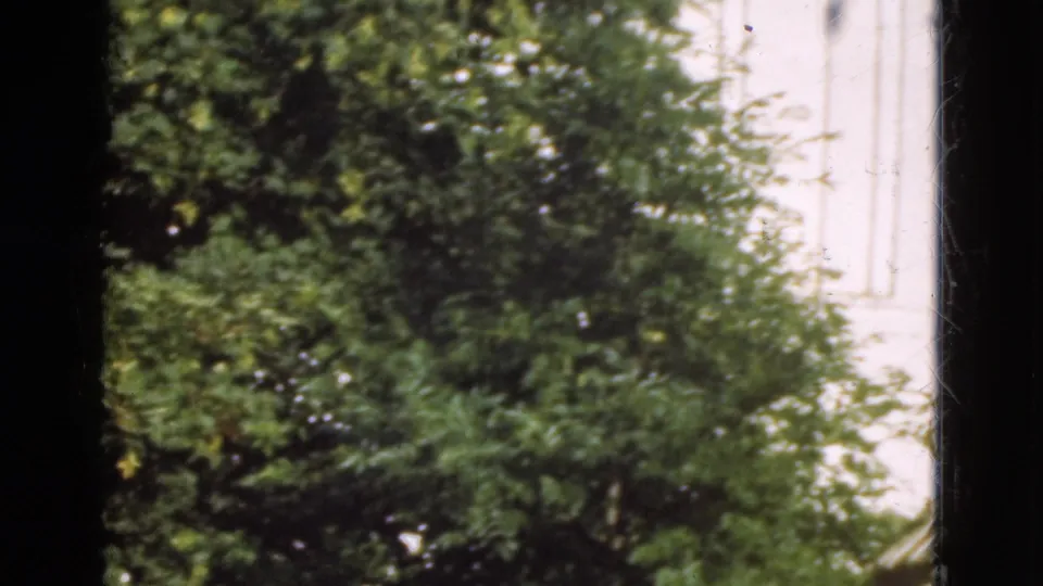 1975 Denmark 8mm frame showing dense green tree foliage beside pale vertical posts or wall edges, with dark film borders.