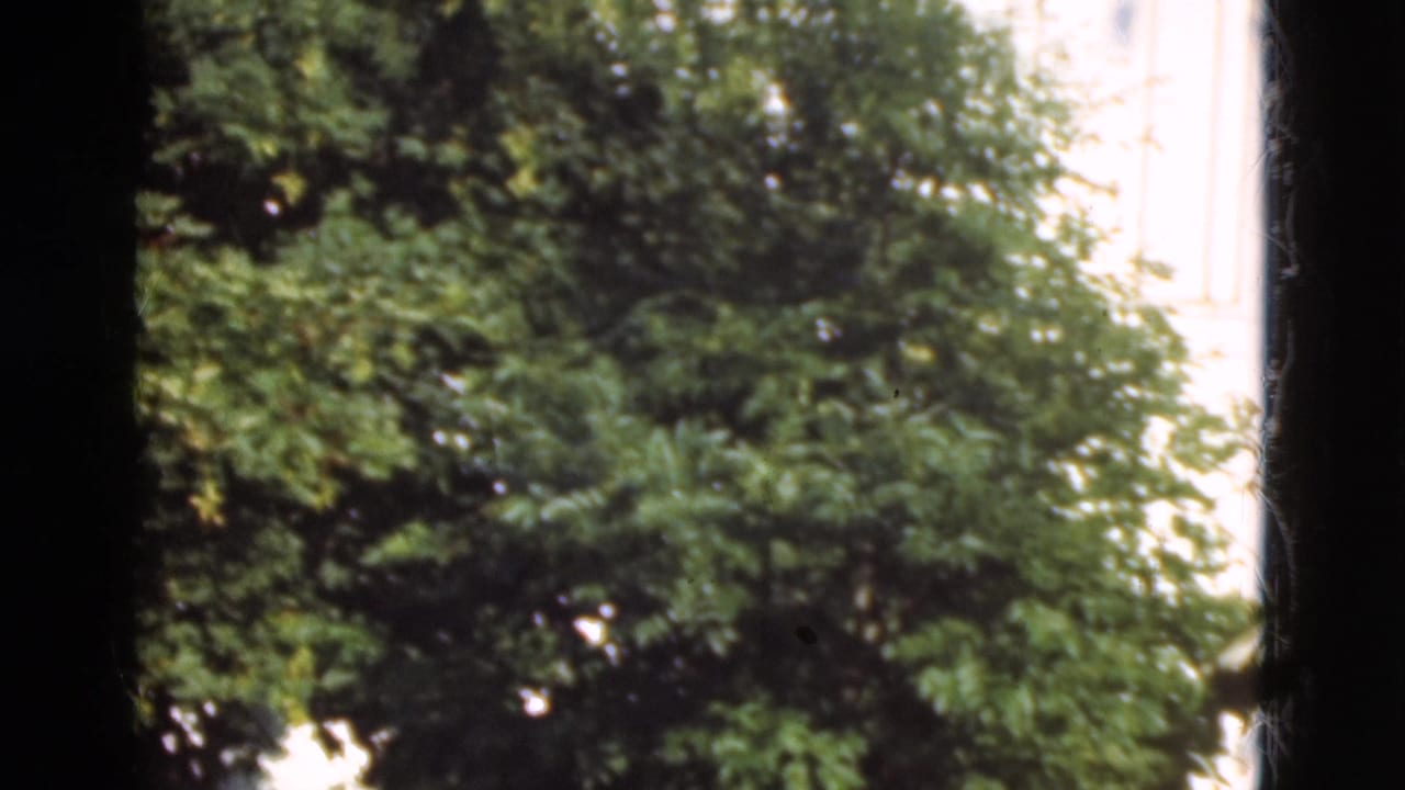 1975 Denmark home-movie frame with leafy trees dominating the view and pale exterior structures partly visible behind them.