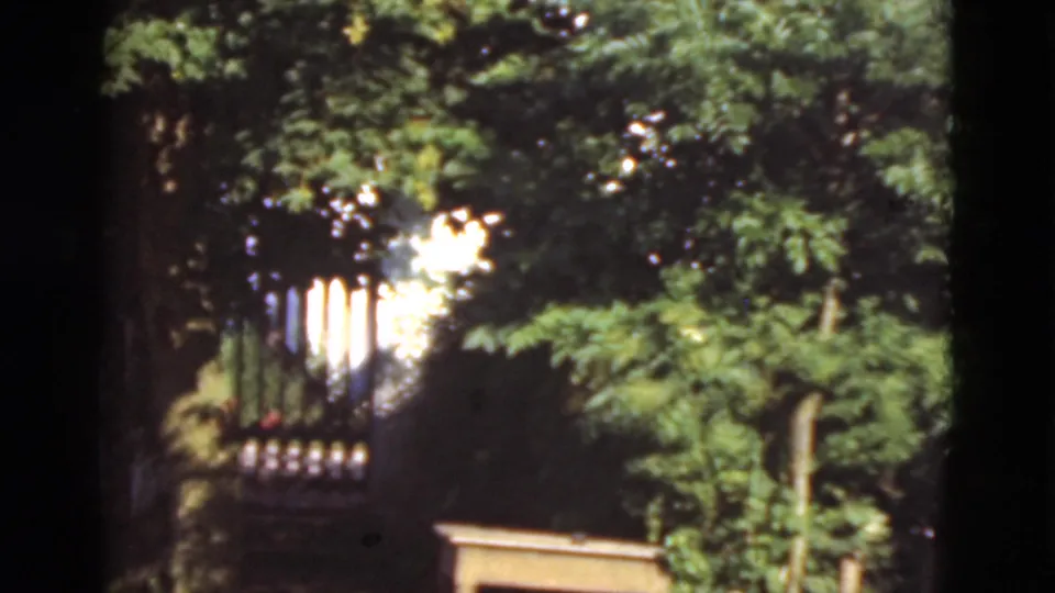 1975 Denmark frame with a large tree trunk, layered green foliage, and a dark gate or fence partly visible in shade.