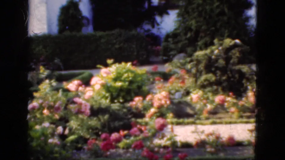 1975 Denmark 8mm frame showing a sunlit rose garden beside the churchyard, with hedges, stones, and pink and red blooms.