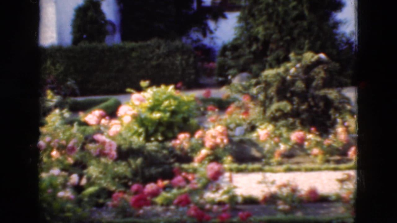 1975 Denmark 8mm frame showing colorful roses, clipped hedges, shrubs, and pale paths in a cemetery garden.