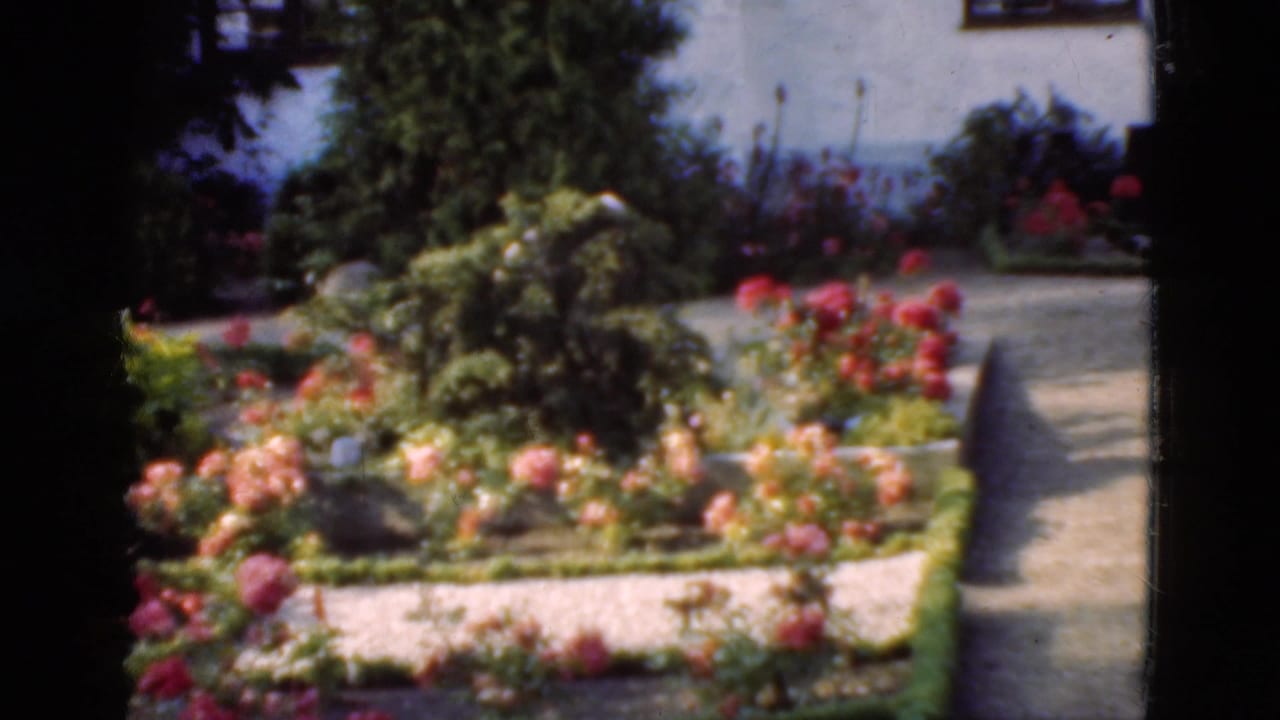 1975 Denmark cemetery view with rose beds, low hedges, a gravel path, shrubs, and a pale wall in warm sunlight.