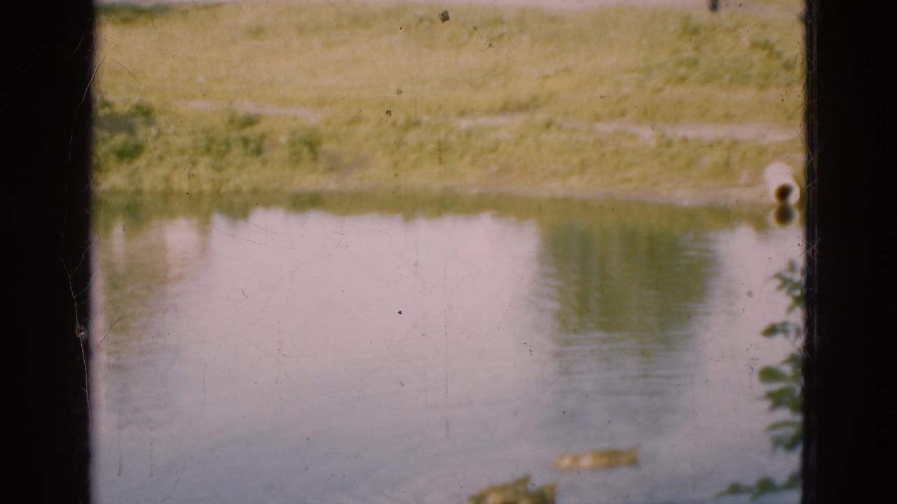Ducks on a pond seen through dark vertical window framing.