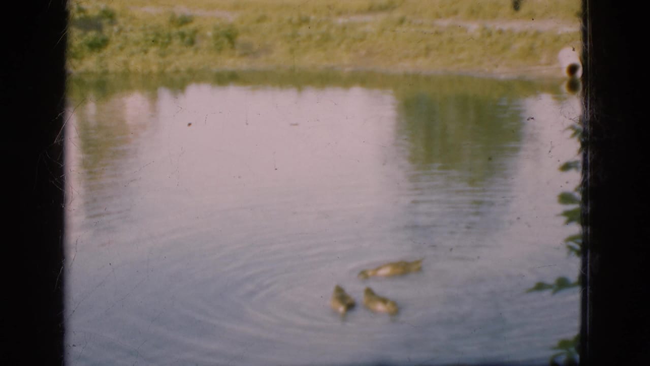 Several ducks swim across a pond with ripples near the water surface.