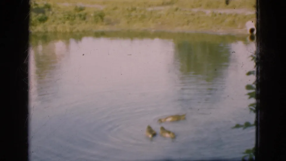 1975 Danish 8mm view of ducks swimming across a calm pond, with ripples spreading near a grassy shore.