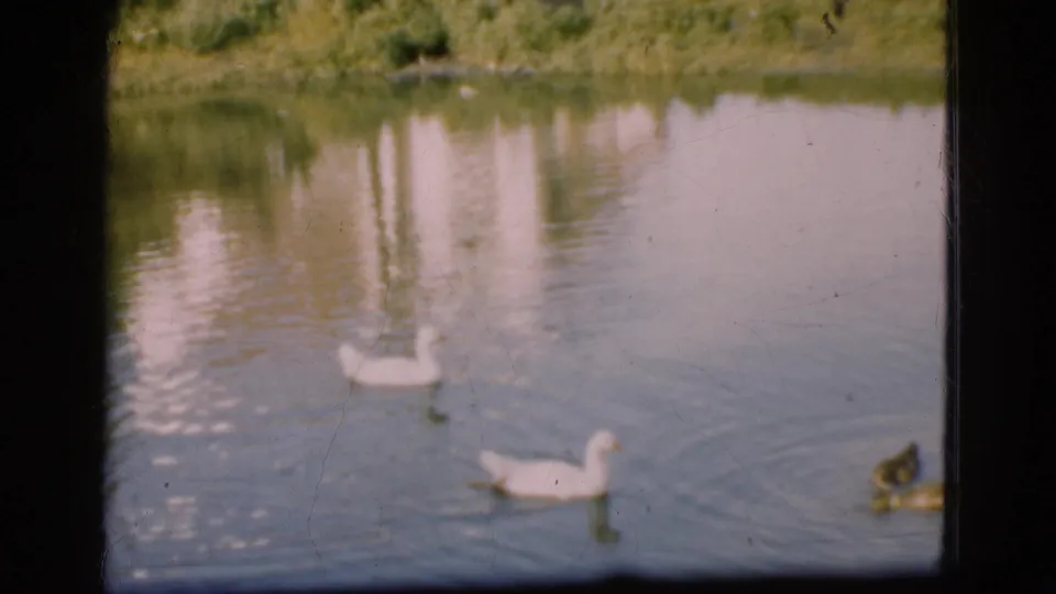 1975 Danish 8mm frame with white ducks and a darker duck on a reflective pond, bordered by dark foreground framing.