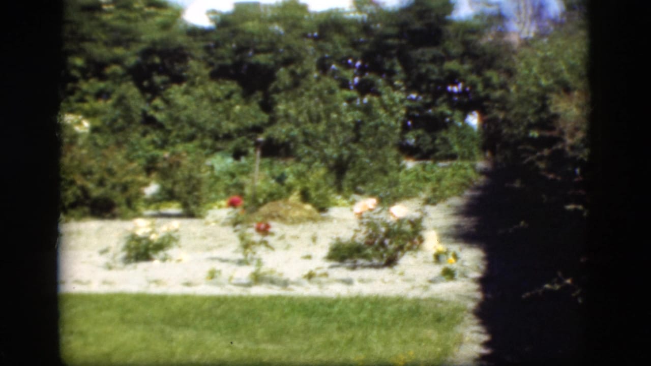 1975 Denmark 8mm frame showing a rose garden with red and white blooms, gravel planting bed, lawn, and dense green shrubs.