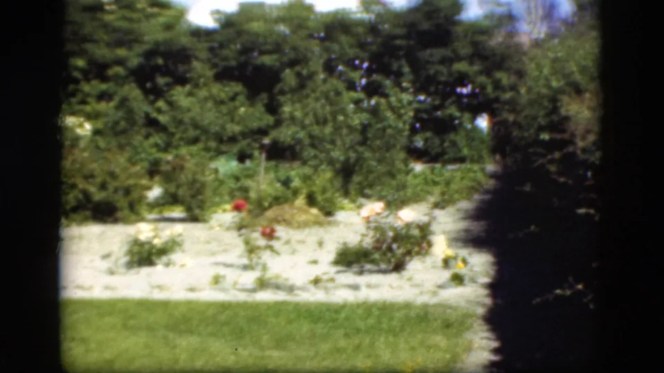 1975 Denmark 8mm frame showing a rose garden with red and white blooms, gravel planting bed, lawn, and dense green shrubs.
