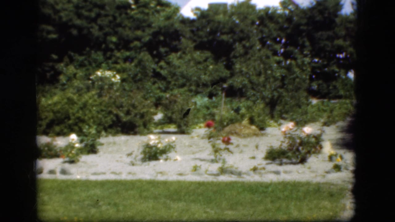 1975 Denmark 8mm frame of a rose garden viewed across a green lawn, with pale gravel, flowering plants, and leafy background trees.