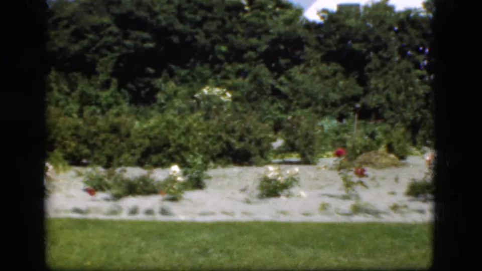1975 Denmark 8mm frame with rose bushes, gravel paths or bedding, green lawn, and darker shrubbery as the camera pans across the garden.