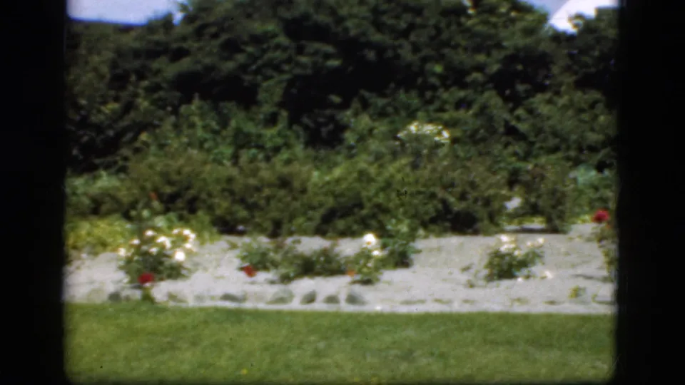1975 Denmark 8mm frame ending on a rose garden with white and red blooms, grass foreground, gravel bed, and thick green shrubbery.