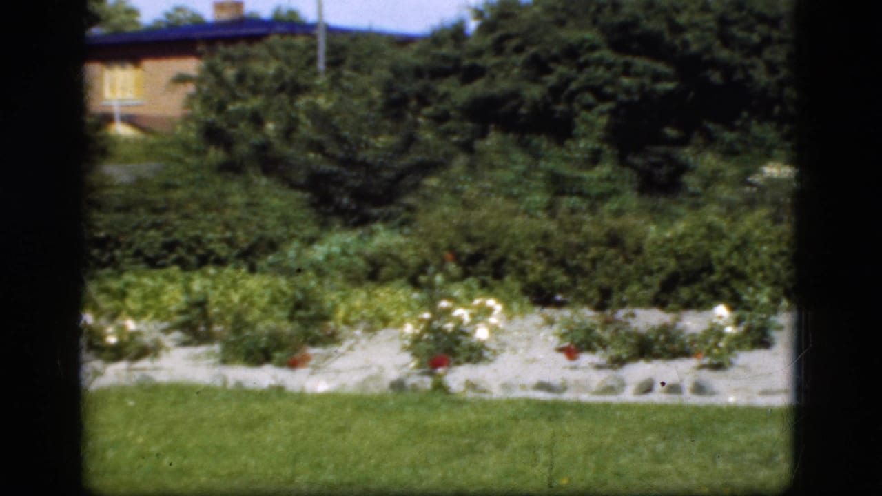 Shrubs and flower beds in a garden, with a house visible behind them.
