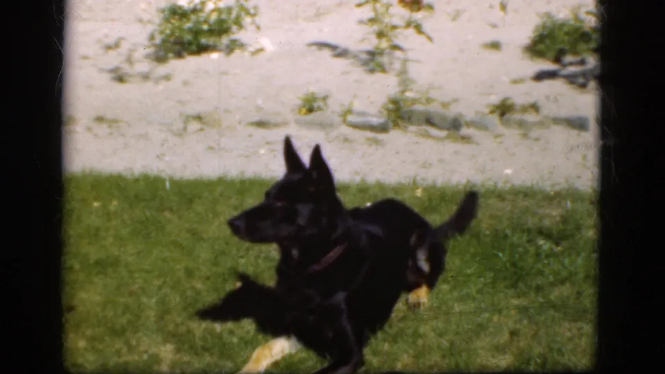 A black-and-tan dog, likely a German Shepherd, plays on the lawn in 1975 Danish home-movie footage.