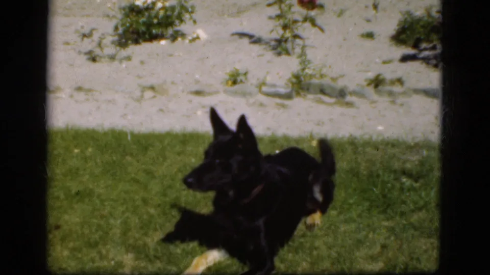 The dog rests or crouches on the sunny lawn, with a planted garden bed visible behind it.
