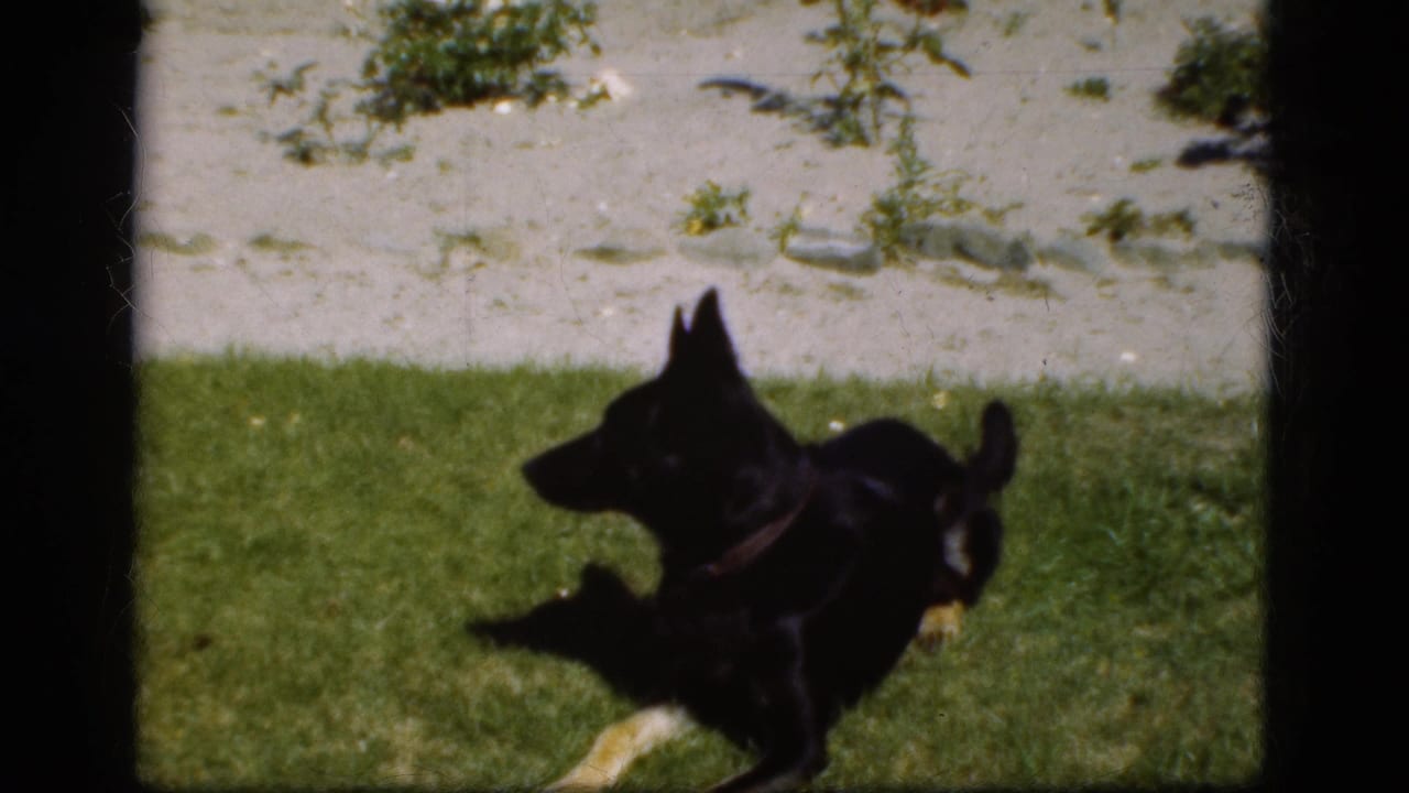 Black dog running across a green lawn beside a light-colored wall.