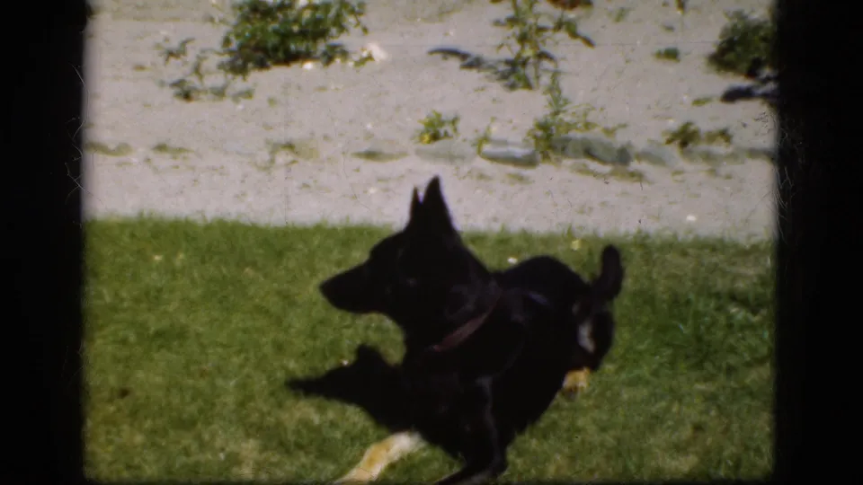 1975 Denmark home-movie frame showing a black dog in motion on a sunlit lawn near a pale exterior wall.