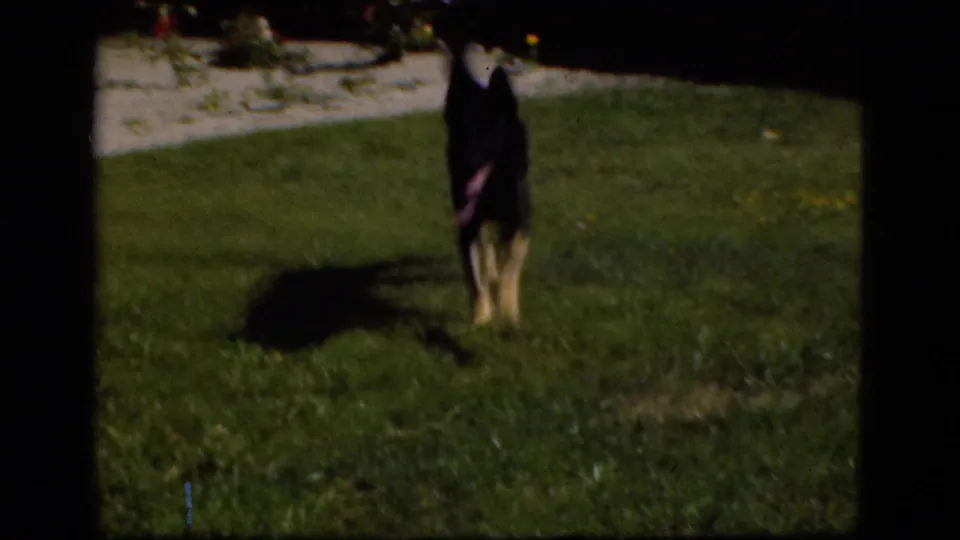 A German Shepherd moves across the grass in the same Danish garden setting, partly blurred by motion and handheld filming.