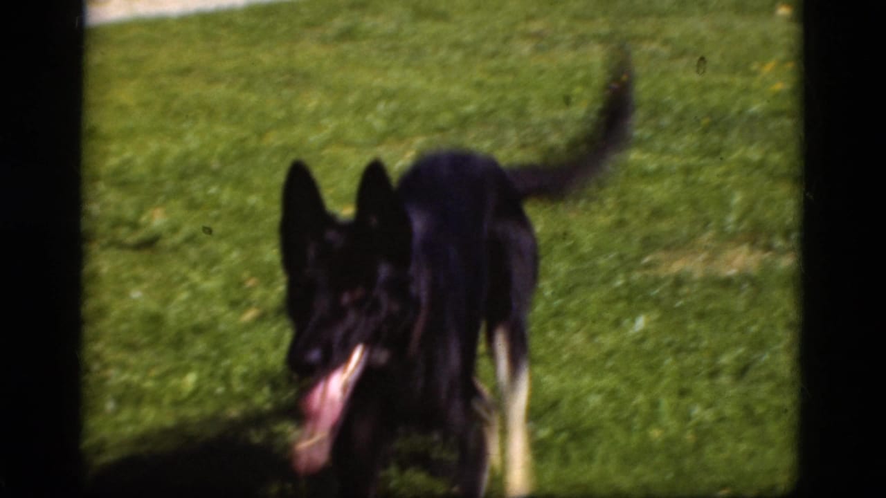 A black and tan German Shepherd runs across a sunny lawn in 1975 Danish 8mm home-movie footage.