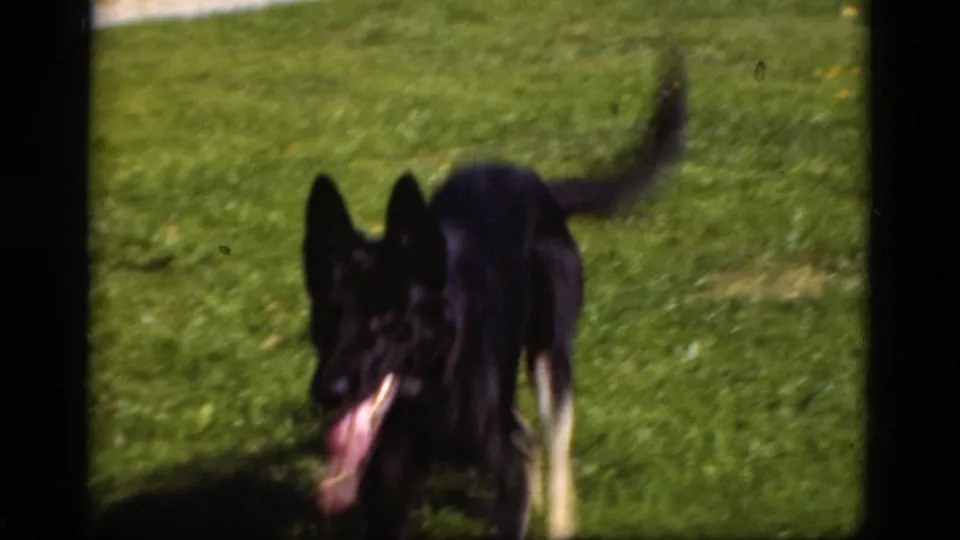 A black and tan German Shepherd runs across a sunny lawn in 1975 Danish 8mm home-movie footage.