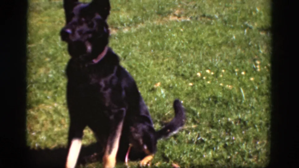 A collared German Shepherd sits alertly on a sunny lawn in a 1975 Denmark home-movie frame.