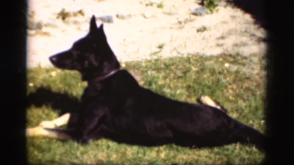 A German Shepherd lies in profile on a sunlit grassy area in 1975 Danish 8mm footage.
