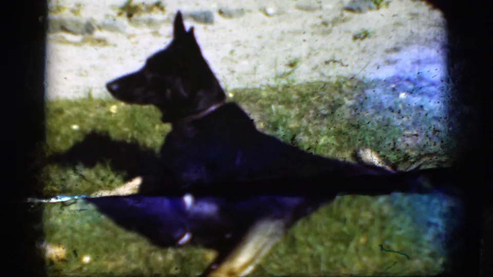 A collared German Shepherd lies on grass near a bright pale background in 1975 Denmark home-movie footage.
