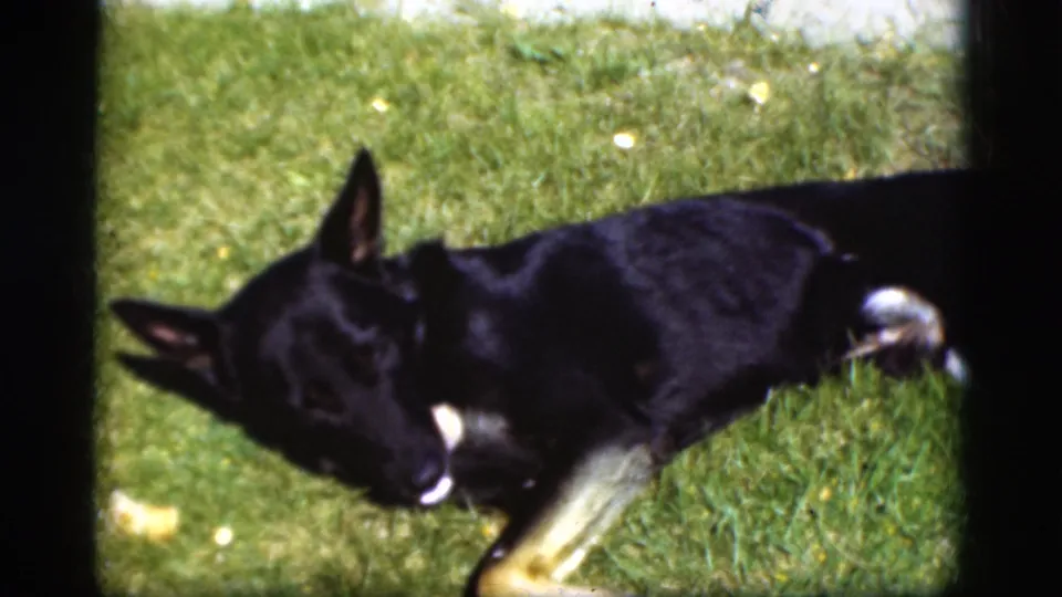 Black-and-tan dog lying on grass in 1975 Denmark home-movie footage, framed close with soft 8mm grain.
