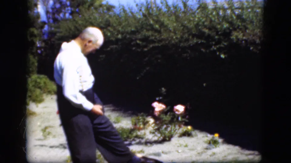 Older man in a white shirt and dark trousers stands by pink flowers in a Danish garden, with hedge and path behind him.