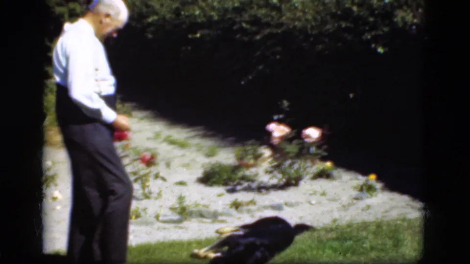 The man tends garden flowers while the black-and-tan dog rests nearby on grass in 1975 Denmark home-movie footage.