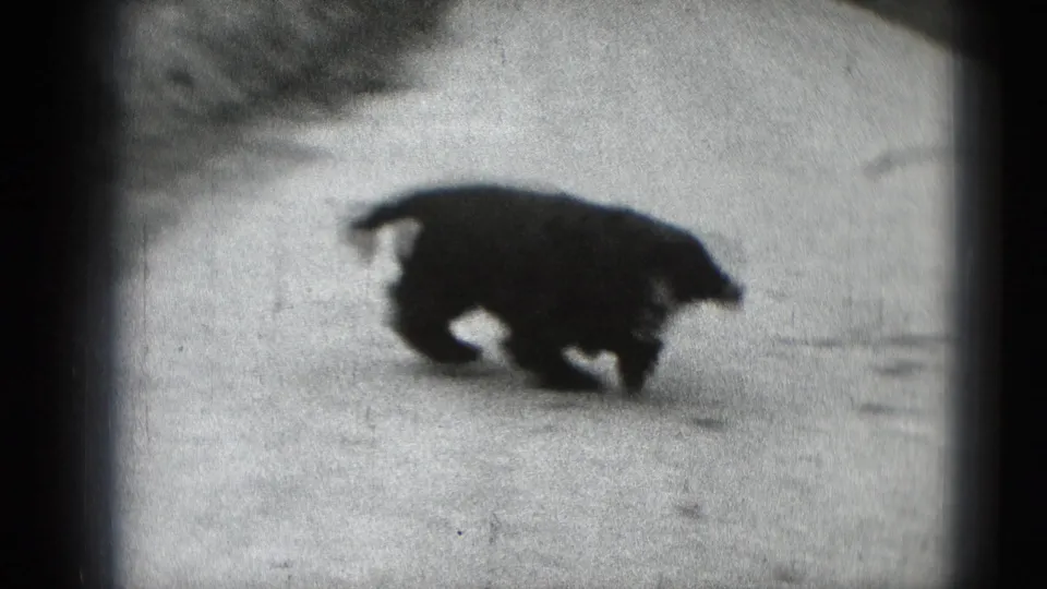 A small dark dog, likely the woman's companion, moves across a concrete path in the Middletown home-movie footage.