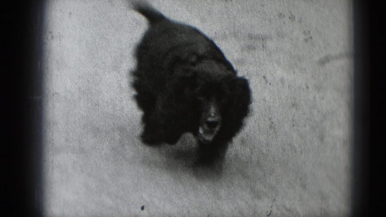 Fluffy dark dog walking across a paved surface in soft black-and-white film.