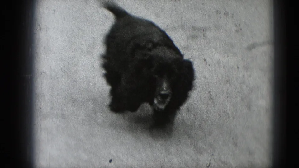A fluffy dark dog walks on pavement in grainy 1948 8mm home-movie footage from Middletown, Pennsylvania.