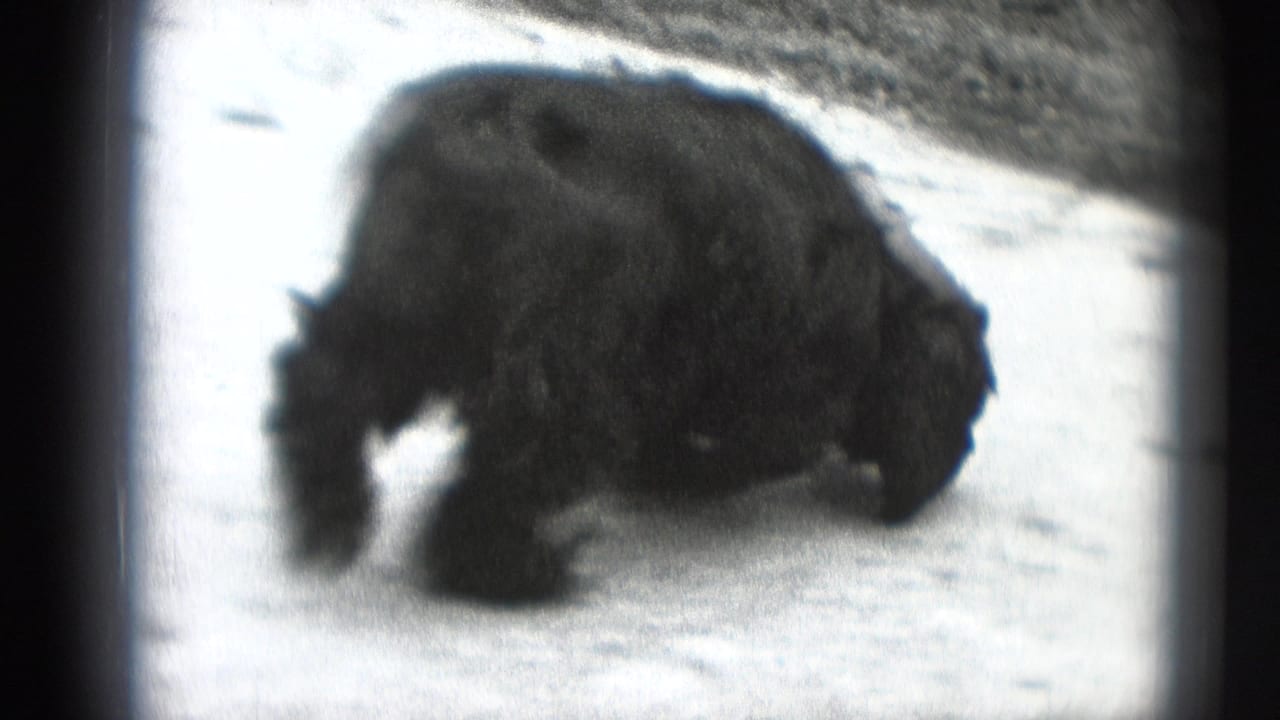 A long-haired dark dog moves across a pale outdoor surface in black-and-white 8mm footage, with roadside texture behind it.