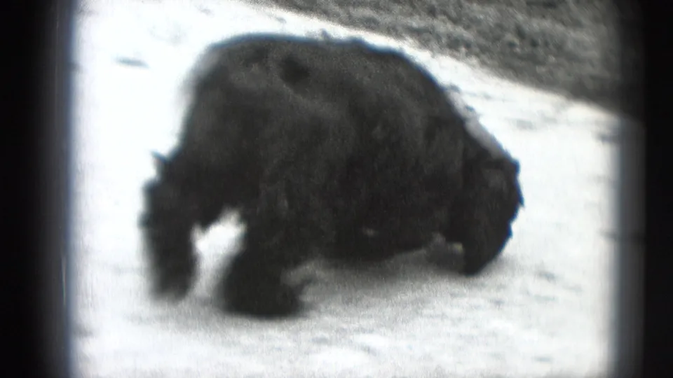 A long-haired dark dog moves across a pale outdoor surface in black-and-white 8mm footage, with roadside texture behind it.