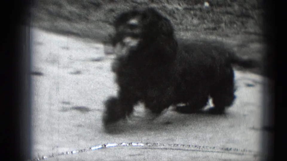 The dark dog is seen closer to camera on pale ground, its face and long coat softened by motion blur and 8mm grain.