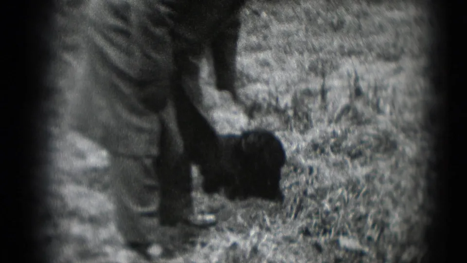 The man bends down toward a small dark dog or object on the grassy ground in the wooded Middletown home-movie scene.