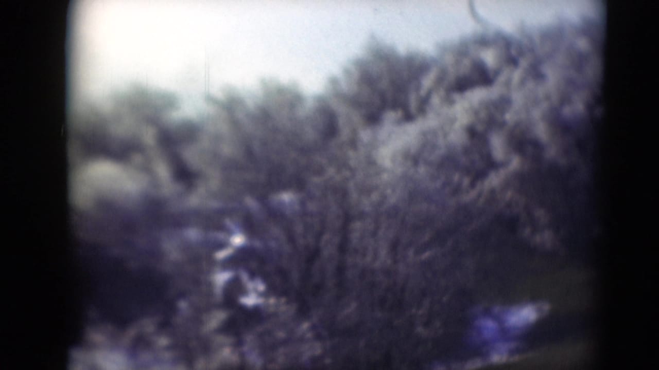 The pan continues across scrubby vegetation and bare tree shapes, with no people, signs, or buildings visible in the frame.