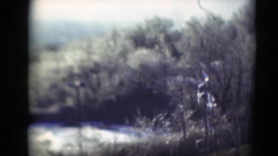 A soft 8mm frame shows overgrown brush, slender tree trunks, and a light open strip along the lower left, likely part of the same rural pan.