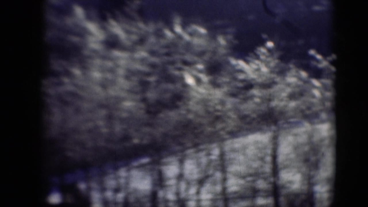 Dark tree trunks and pale brush blur past in a purple-blue film frame.