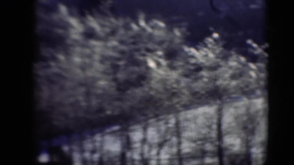 A purple-blue 8mm frame shows trees and brush streaking past during a moving view through a wooded area.