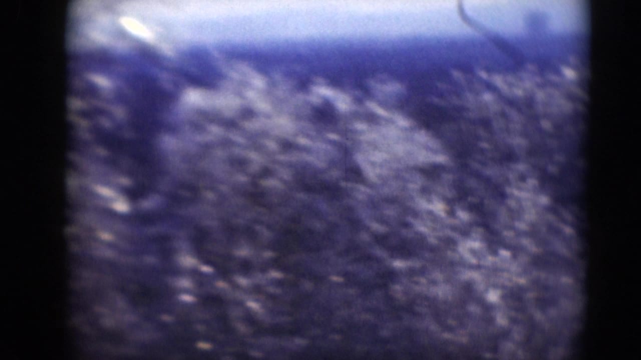 Soft 8mm footage turns nearly abstract as foliage and branches smear across the frame with a blue-purple color shift.