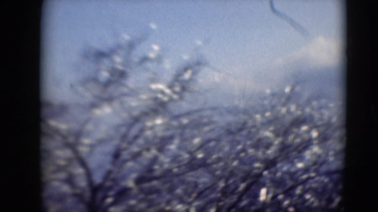 A soft blue-tinted frame shows pale sky behind blurred tree branches during the moving wooded landscape view.