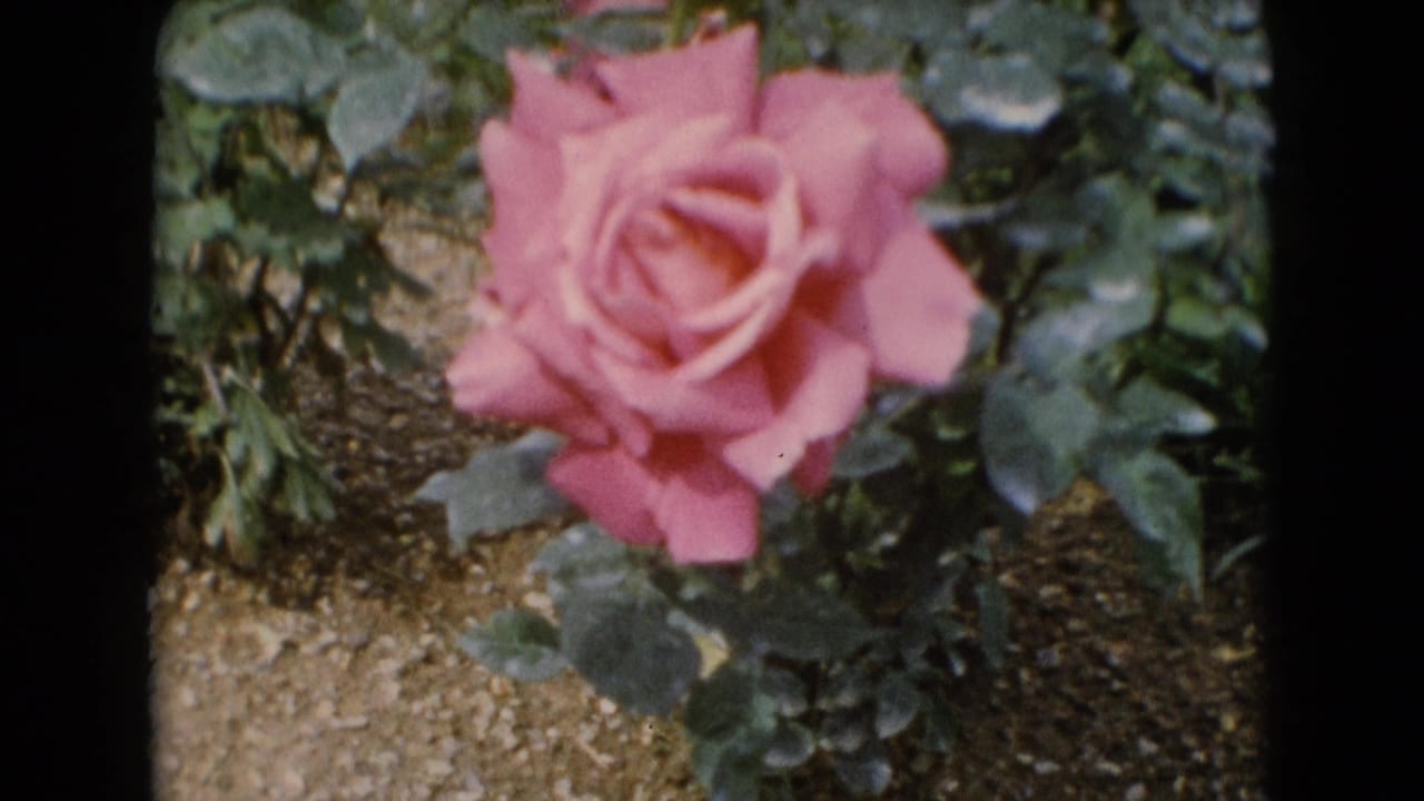 Pink rose bloom surrounded by green leaves and garden soil.