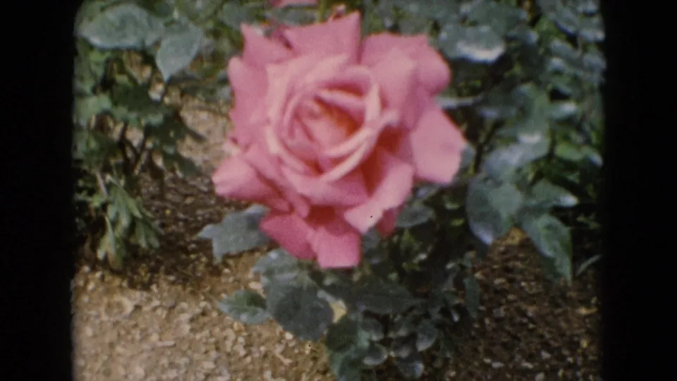 Close handheld 8mm view of a pink rose in a garden, with green foliage and exposed soil around the plant.