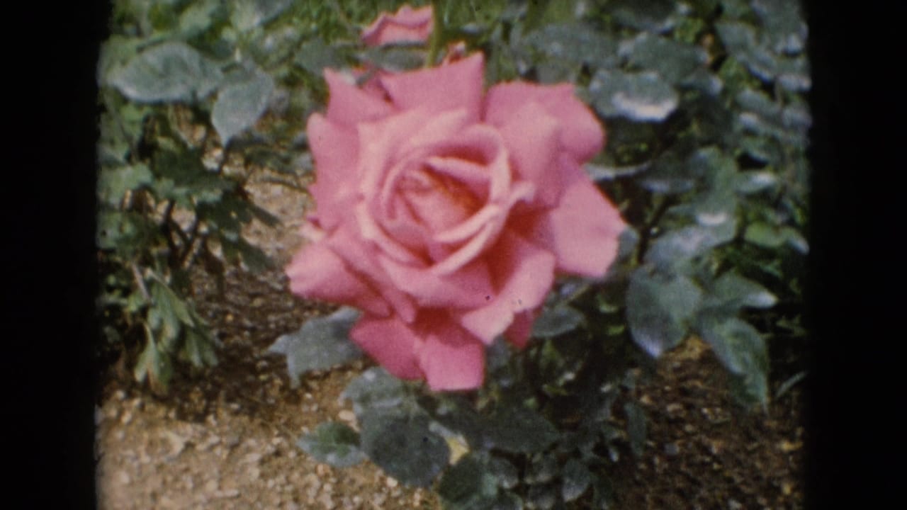 A pink rose bloom appears centered in a soft 8mm garden shot, with green leaves and textured ground around it.