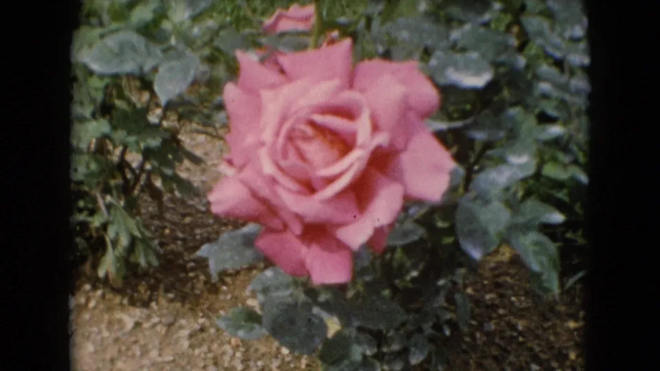 A pink rose bloom appears centered in a soft 8mm garden shot, with green leaves and textured ground around it.